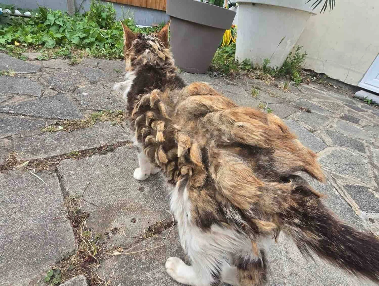 TheStrayCatClub