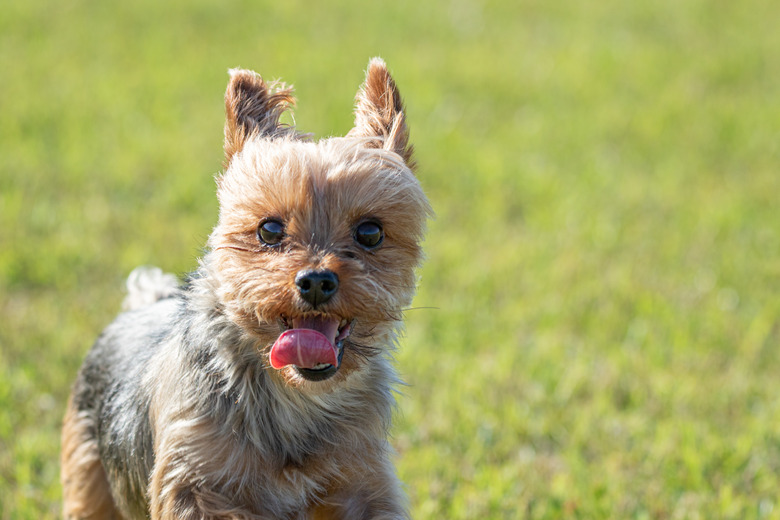 Full-body Yorkie puppy cut Even-length coat all around, shot from a slight low angle to emphasize the fluffy round look